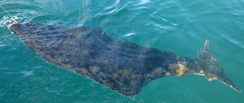 Палтус на крючке